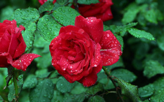 Red roses water droplets macro 5 - two red rose free wallpaper