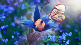 Blue butterfly flower yellow red - affinity photo free wallpaper