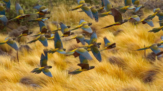 Flock birds over dry grass - tall grass and trees free wallpaper