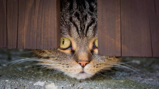 Cat yellow eyes wooden wall - stuckism free wallpaper