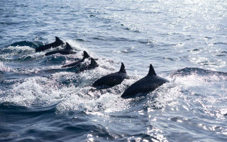 Dolphins ocean sunshine blue water - damien hirst free wallpaper