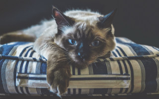 Blue eyed cat on pillow - cat free wallpaper