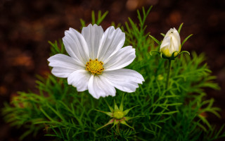 White flower yellow center macro 8 - two white flower free wallpaper