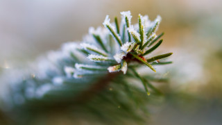 Pine tree branch snow needles - a close up of a pine tree branch free wallpaper