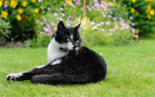 Black and white cat surprised - cat free wallpaper for desktop