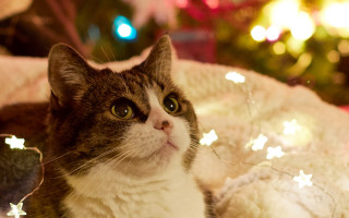Cat christmas tree bokeh star - a christmas tree in the background free wallpaper