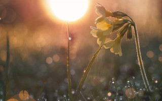 Yellow flower grass sunset bokeh - a yellow flower free wallpaper