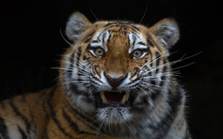 Tiger open mouth realistic animal - a tiger free wallpaper for desktop