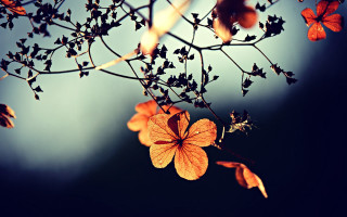Branch flowers sky clouds autumn - some flower free wallpaper