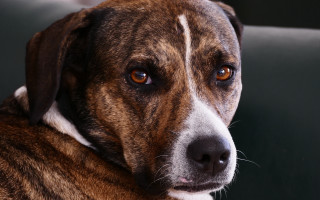 Sad dog white spot looking - spot free wallpaper