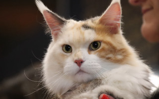 Cat held mirror rococo rounded - a mirror free wallpaper