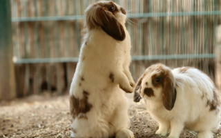 Rabbit reflection mirror fluxus flemish - a pen free wallpaper