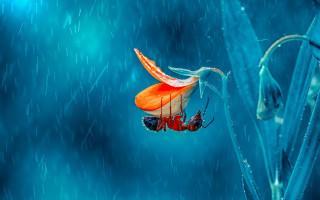 Red white flower blue rain - drop free wallpaper