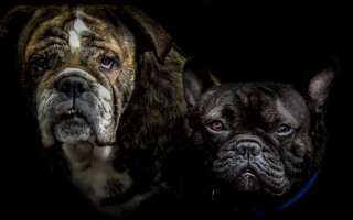 Dogs brown black blue eyes - a black background behind them free wallpaper