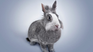 Gray white rabbit blue floor - fluxus free wallpaper for desktop