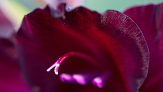 Purple flower macro blurry background 4 - a purple flower free wallpaper for desktop