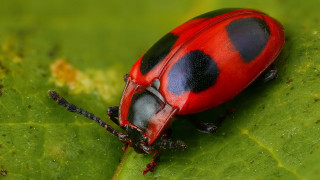 Red black bug green leaf - black spot free wallpaper