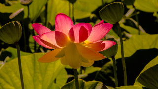 Pink flower green leaves yellow 4 - adobe lightroom free wallpaper