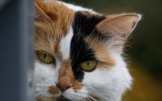 Cat green eyes window blurry - green eye free wallpaper