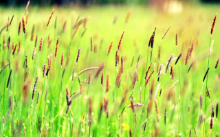 Field grass flower tiltshift sunset - grass free wallpaper for desktop