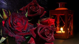 Candle roses lantern night stilllife - a candle free wallpaper for desktop