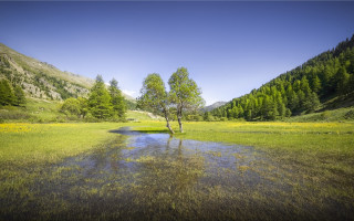 Small tree river mountains blue - a small tree free wallpaper