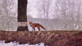 Fox tree snowy forest bird - a snowy day free wallpaper