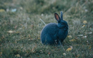 Blue rabbit grass background nature - the camera lense free wallpaper