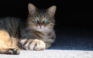 Cat blue eyes laying dark - symmetrical eye free wallpaper