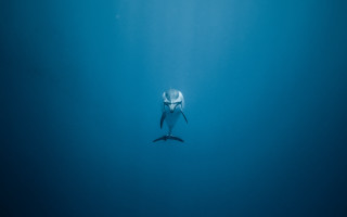 White shark surfboard ocean minimalism - the water below free wallpaper