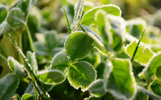 Frosted leaf macro ecological art - frost free wallpaper for desktop