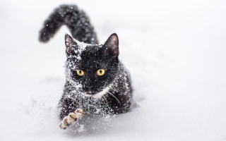 Black cat playing snow yellow - a toy free wallpaper