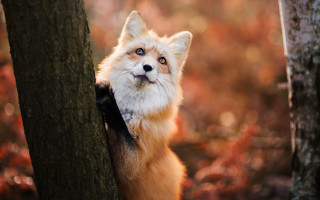 Fox peeking tree woods furry - the camera man free wallpaper