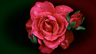 Red rose water droplets macro 37 - a green border free wallpaper for desktop
