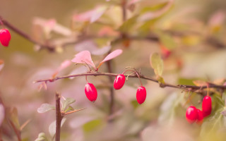 Branch berries leaves bokeh macro - red berry free wallpaper