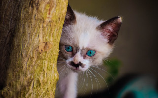 White kitten blue eyes peeking - dali free wallpaper