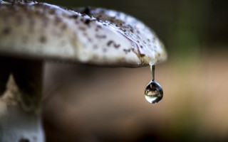 Water drop mushroom macro blurry - a drop of water free wallpaper