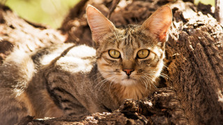 Sad cat dirt tree stump - a photocopy free wallpaper