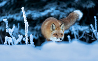 Fox snow tree bushes primitivism - its back leg free wallpaper