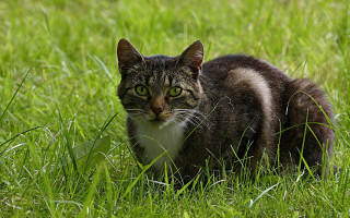 Sad cat in grass blurry 3 - grass free wallpaper for desktop