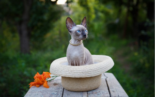 Cat hat table flower blurry - betye saar free wallpaper