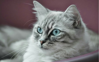 Cat blue eyes laying on - a marble sculpture free wallpaper
