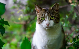 Cat tree green eye patch - 8 5 mm f 1. free wallpaper