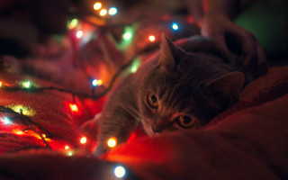 Cat christmas lights blurry moon - christmas free wallpaper
