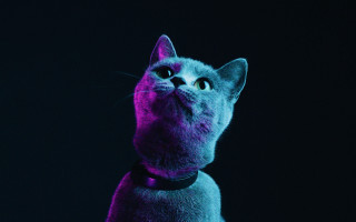 Cat collar looking up purple - a collar free wallpaper