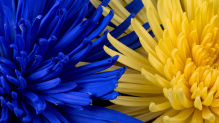 Blue yellow flower macro bouquet - elaine hamilton free wallpaper