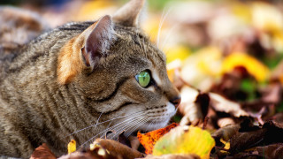 Cat green eyes autumn leaves - green eye free wallpaper for desktop