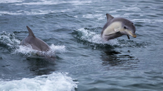 Dolphins jumping ocean beach sky - two dolphin free wallpaper