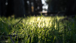 Grassy patch tree night forest - a small patch of grass free wallpaper
