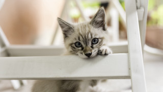 Small kitten white chair psychedelic - face free wallpaper